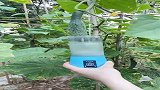 藤上的黄瓜榨汁，绝对新鲜