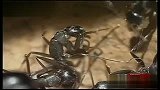 环宇博览 奇妙大自然-探寻奇妙的蚂蚁世界