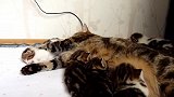 猫妈妈搂着小猫咪们的模样，好有爱啊，真是温馨！