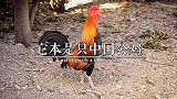 它本是只中国公鸡