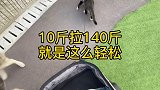 全网第一只10斤拉140斤的喵星人。小壳 哈哥猫妹