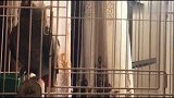 主人说鹦鹉爱胡编乱造，鹦鹉不服抽风啊你！我高兴