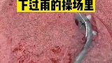 上课“摸鱼”，下课溜鱼还得是你