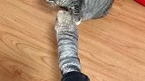 猫：铲屎的，你居然拿我的毛来做袜子！