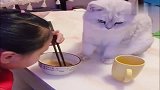 小主人在吃面条，猫咪在一旁馋的吧唧嘴，太逗了