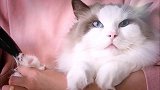 布偶猫有多乖，剃毛的时候，乖的像张图片