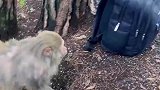 猴子的手究竟多快，带背包遭到偷袭