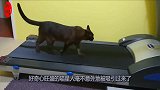 两只猫咪轮流玩主人的跑步机，简直跟个人一样，镜头记录搞笑过程