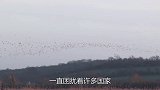 美国又遭“入侵”，遮天蔽日毁坏飞机，美媒：中国帮帮我们吧！