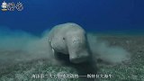 这种牛类性格温和，是海洋第二大哺乳生物，却因这个原因灭绝了