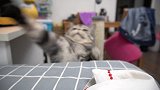喵：这样玩可太累了，你考虑过肥猫的感受吗？我不玩了！