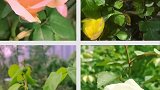 四季都是鲜花的空中花园餐厅，不用出城就能感受到田园气息
