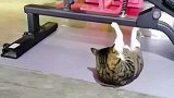 会做俯卧撑的猫咪，打架很有气势？