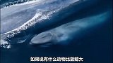 地球最大的生物，你还能想到比蓝鲸更大的吗