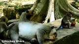 猴王睡着了，小猴子们都来挠痒痒