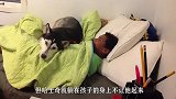 主人把犯错的斗牛犬放在桌子上,狗子吓得瑟瑟发抖,真是太搞笑了