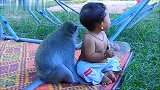 猴子陪着小男孩打闹，它知道轻重