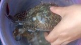 福建酒席上常吃的螃蟹做法，鲜香味美，原汁原味，出锅家人抢着吃