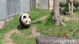 大熊猫一出笼就奔着食物区狂吃,难怪长得这么胖