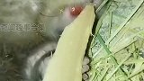 同样是吃竹子，熊猫混成了国宝，竹鼠混上了餐桌