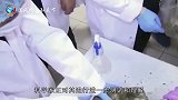 43500岁史前幼狮遭遗弃后被冰冻四万年，科学家将让其复活