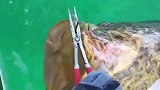 男子钓住了一条巨型石斑鱼，钩子把肉都扯掉了！直接放生了。