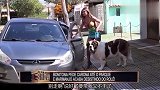 妹子想搭便车，转身牵来一条巨型犬，竟然把司机吓跑了