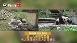 “中国比利时两国共庆旅比大熊猫双胞胎三岁生日”主题直播