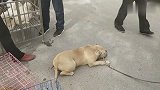 头一回见这么懒的美国恶霸犬，趴在地上不走，主人得拽着它走！