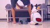 这猪实属不太正经呀