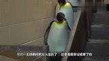企鹅也能当将军这个国家的企鹅,地位比士兵还要高！