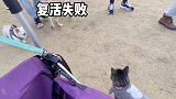 卢 本 猫 dou在东莞过大年  文化莞家 哈哥猫妹