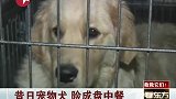 禁狗令专题-昔日宠物犬险成盘中餐