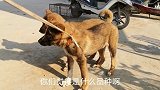 农村大叔养了一对马犬，生下小狗崽只能当土狗卖，出乎意料