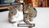 肥猫丸子和它媳妇比脚，除了可爱，我找不到其它词语