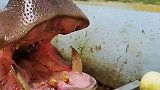 这河马还挺挑剔的