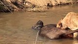 动物世界：狮子狩猎野牛，在河里开餐！