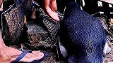 老人在一次偶然救了企鹅