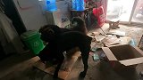 藏獒和卡斯罗正式决裂，狗场再无二呆组合，塑料兄弟情还是靠不住