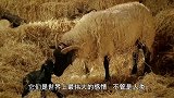 母猴将猴宝宝带到悬崖边，残忍地扔下了悬崖，原因让人心酸