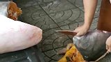 广东星级大酒店买下一条大鲶鱼，全是黄色的脂肪，却没有血