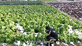 日本“最厉害”的收割机，收割大白菜就像游戏，这技术真佩服