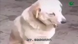 爆笑：兄弟的耳机挺别致，能听的见手机心跳声么？