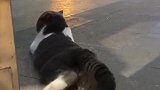 猫：走的太累了，我先歇会儿！