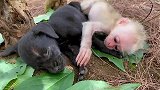 科学家将猴子和小狗放在一起，发生了不可思议一幕