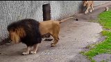 小狮子第一次见自己的父亲，悄悄的靠近，雄狮的举动忍住不要笑