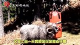 羊：你晓不晓得我哥是泰森啊