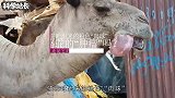 骆驼吐出来的粉色“肉球”，是骆驼的“肿瘤”吗？还是它的胃？