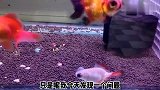 看看这些可爱的金鱼，经过一周的高温，掉色很严重