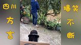 四川方言搞笑；当农村人被采访时 看完直接笑喷了